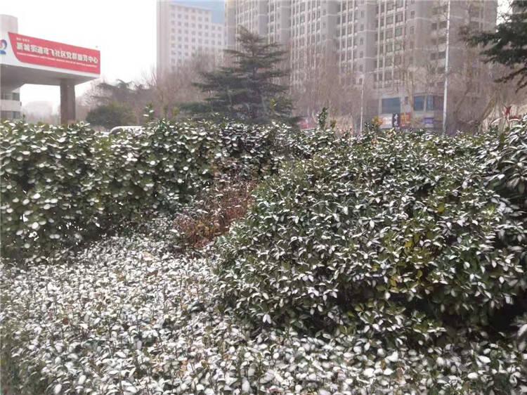 山东潍坊惊现罕见大雪！气象奇观背后的秘密