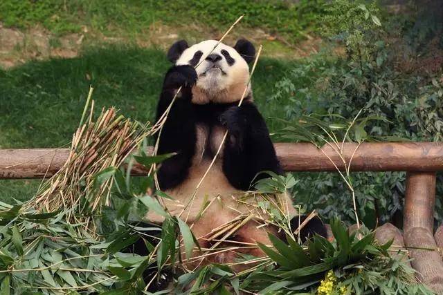 震惊！四大主播熊猫基地遭拒，神秘事件背后隐藏真相揭晓！