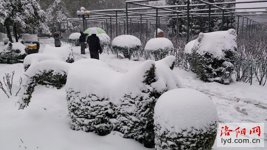 洛阳三月惊现飞雪奇观——一场风雪背后的自然奥秘与游戏情怀