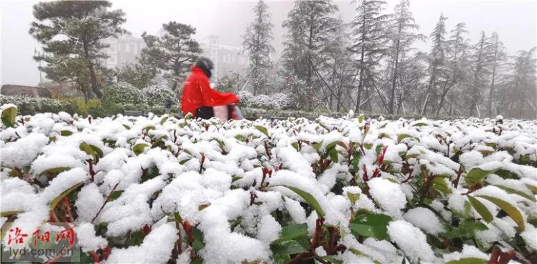 洛阳三月惊现飞雪奇观——一场风雪背后的自然奥秘与游戏情怀