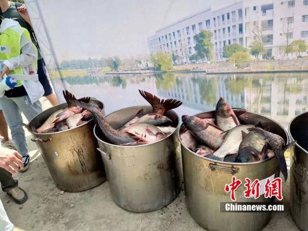 震驚校園！大學生釣獲巨型魚王，50斤大魚顯擺兩小時的神秘背后故事