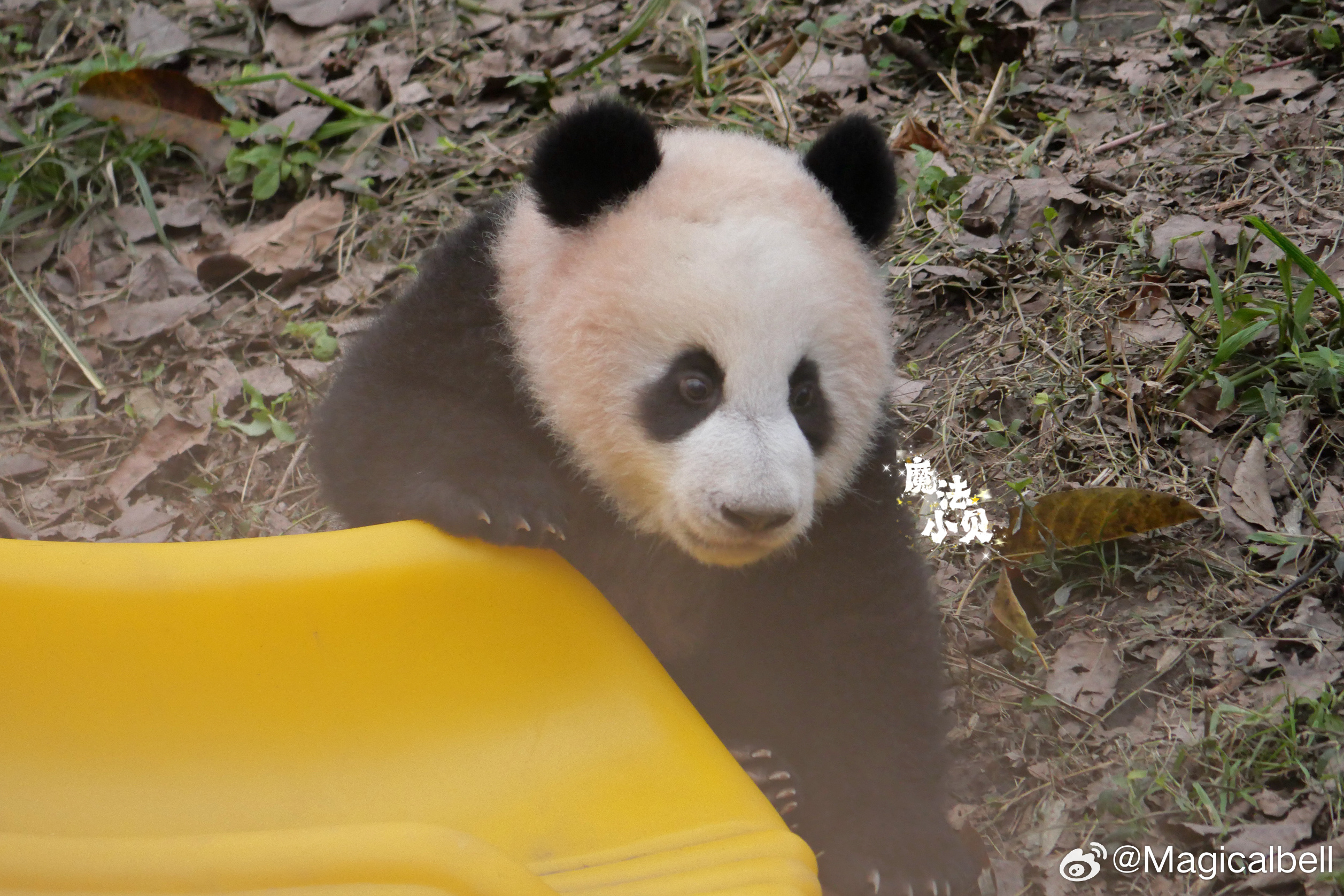 熊猫莽灿灿伤情通报，紧急救治下的生命悬念