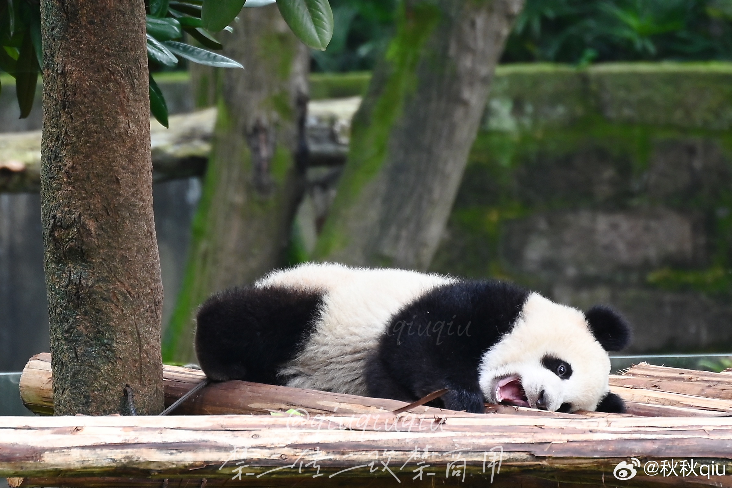 熊猫莽灿灿伤情通报，紧急救治下的生命悬念