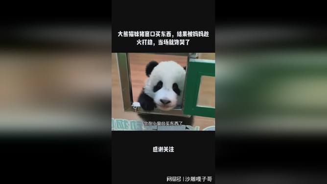 熊猫猪爆红网络，掀起热潮！你了解这股新潮流吗？