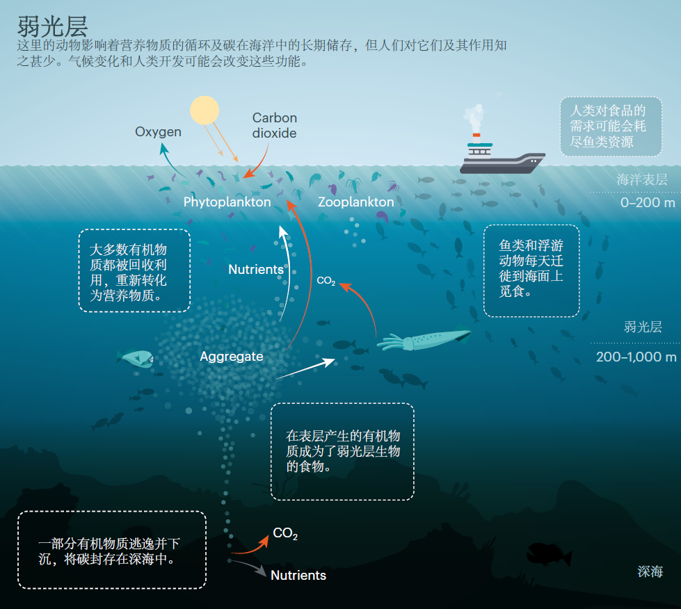 全球首个海洋最深生态系统图景震撼曝光，探索未知的蓝色深渊