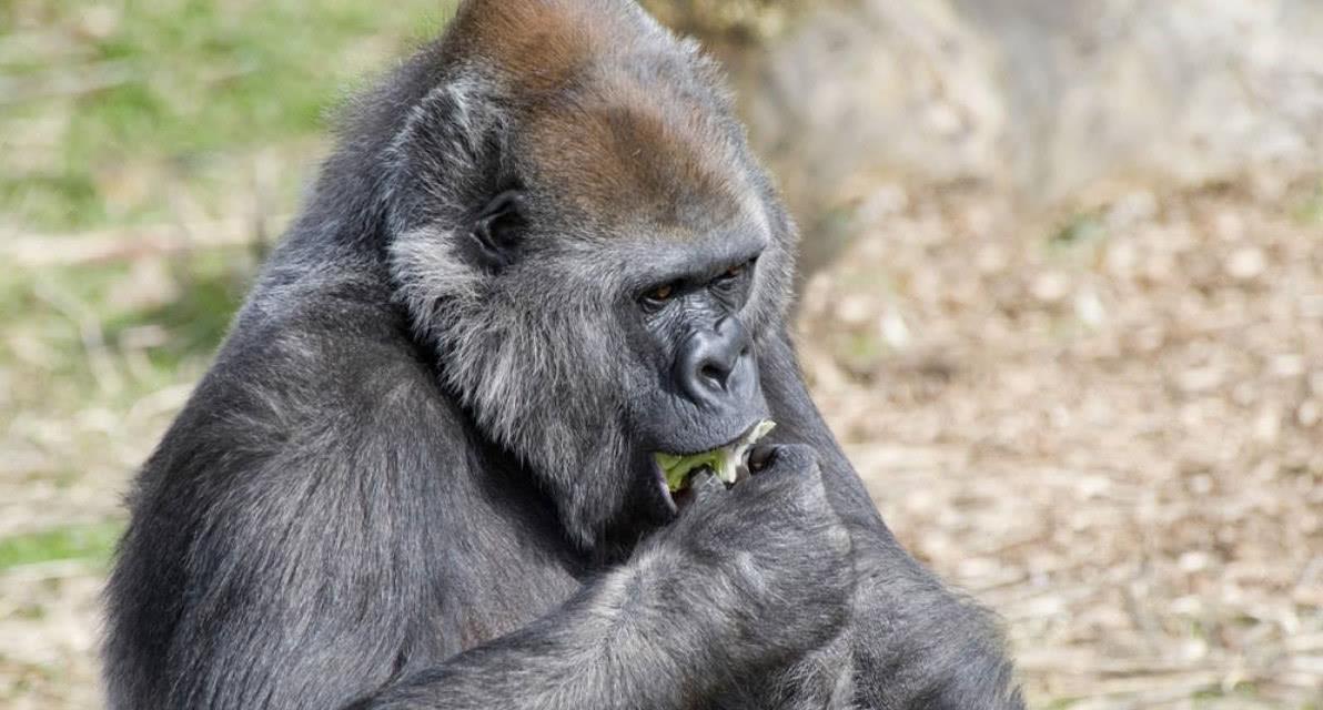 動物園驚現猩猩抽煙，這背后隱藏著什么？深度解讀事件內幕！