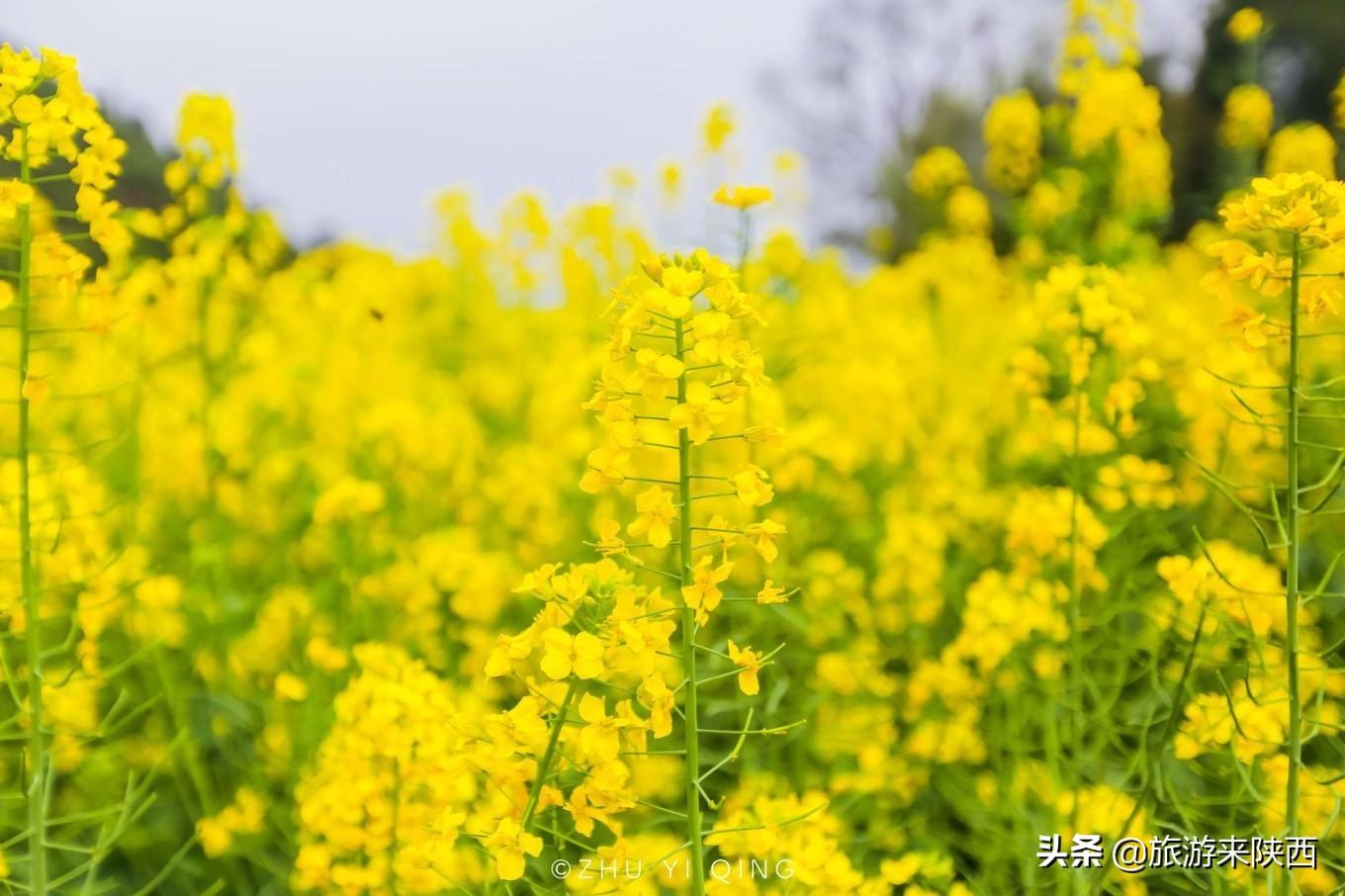 一鍵進入春日油菜花田，開啟金色童話之旅的深度探索