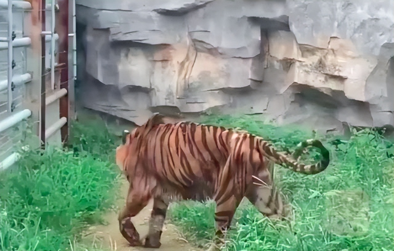 杭州動物園驚現(xiàn)皮包骨老虎，真相究竟如何？深度解析回應(yīng)與關(guān)注