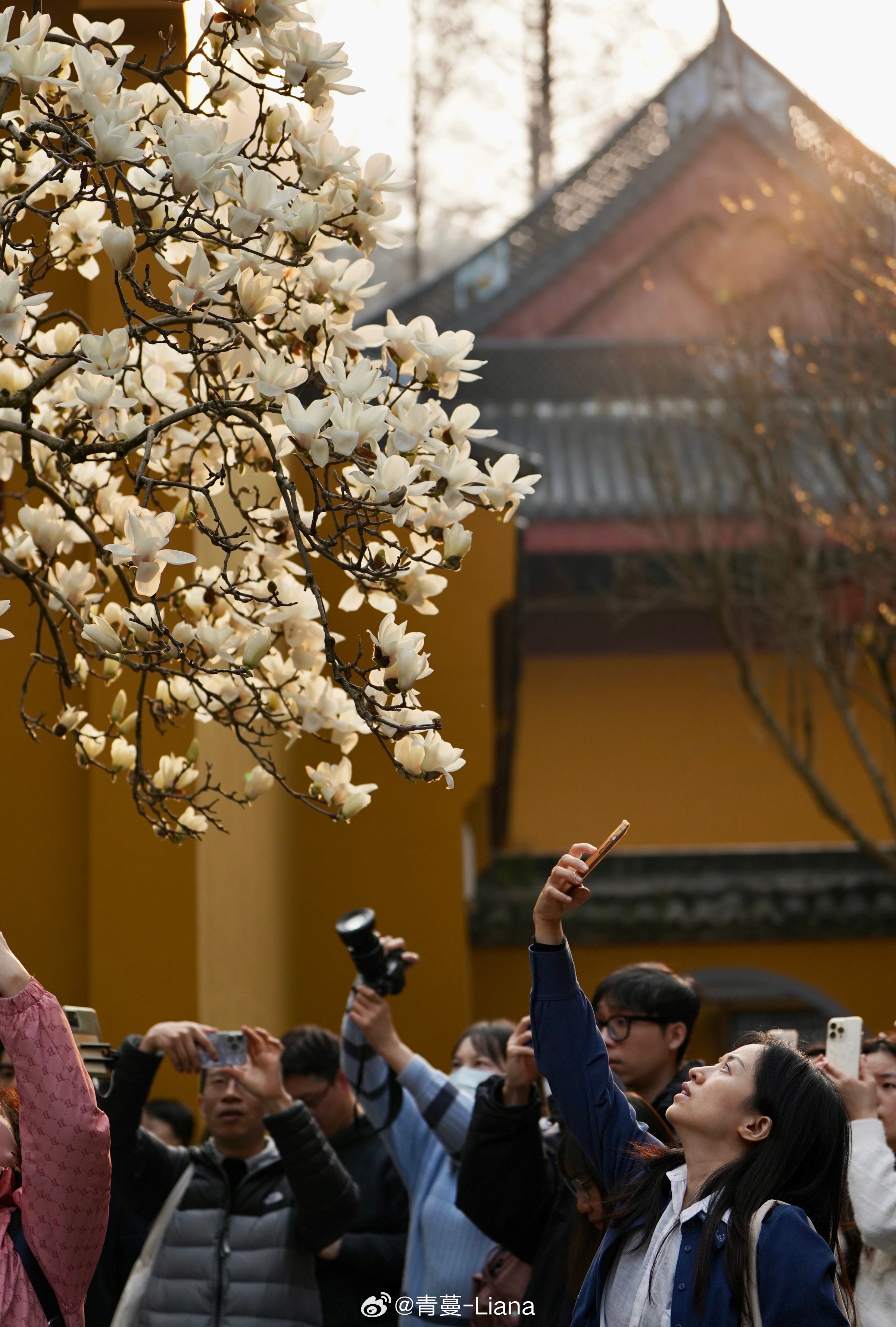 建议，震撼！河南八旬大爷探秘法喜寺，偶遇五百岁玉兰惊艳时光