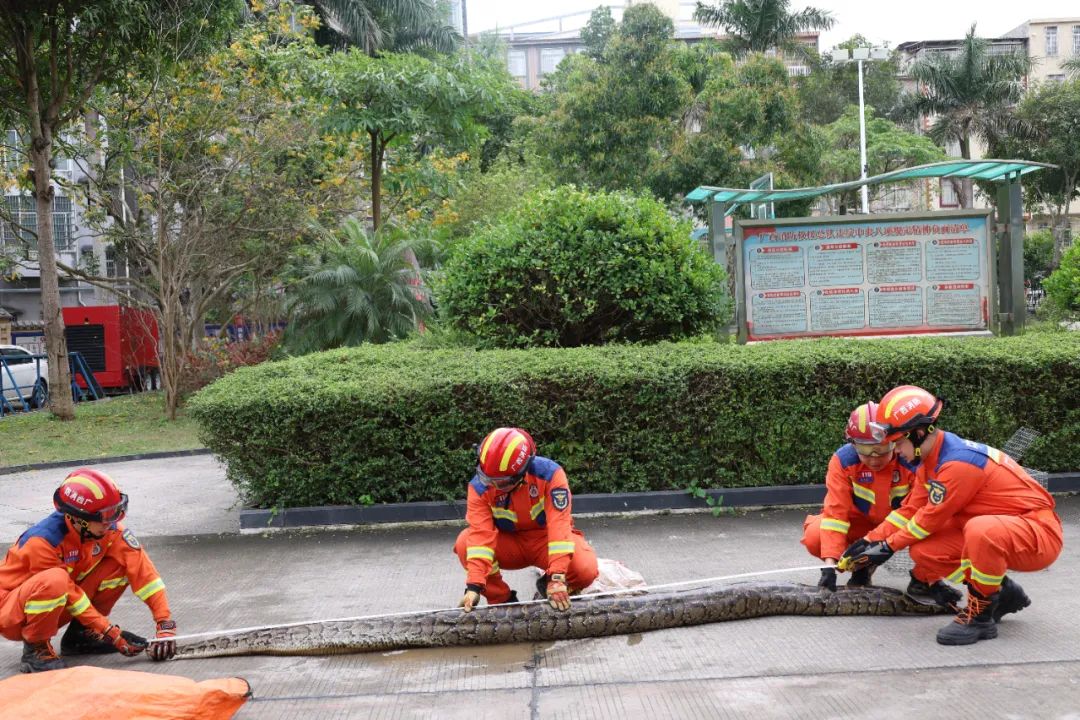 驚現(xiàn)！重達百斤巨蟒悠閑菜園曬日光浴，神秘行為引發(fā)關注熱議