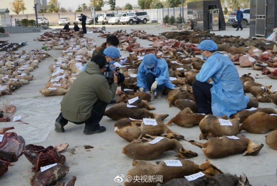 惊现！禁食用狐貉肉黑幕重重，竟销往全国各地！