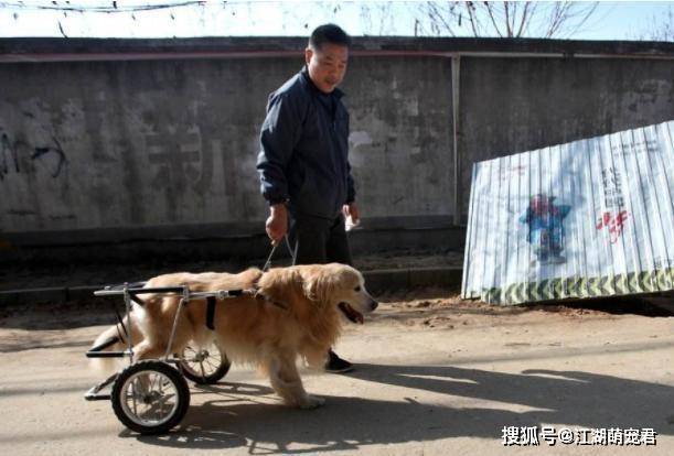 雪豹遭惡犬圍捕致殘真相揭秘，不實傳聞背后的真相究竟如何？