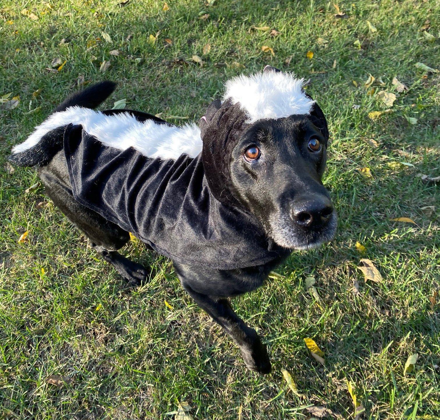 致敬英雄之犬，呼吁領養退役緝毒戰士犬，共創和諧家園新篇章！