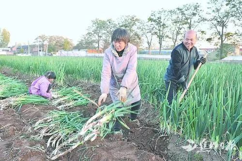 贪官茅台埋地下 玉米遮人眼，揭秘腐败新手段下的隐秘角落