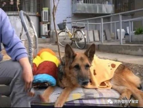 关于呼吁领养退役缉毒犬