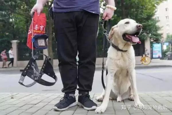 关于呼吁领养退役缉毒犬