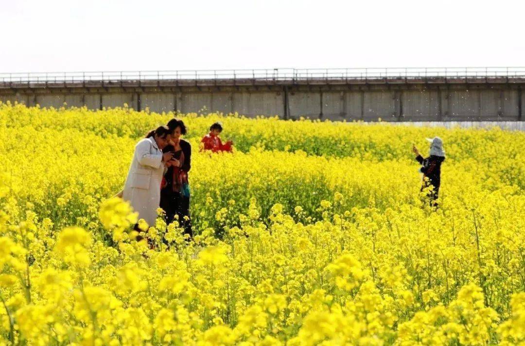 乡镇书记巧妙利用尬舞宣传油菜花，背后的故事与智慧揭秘