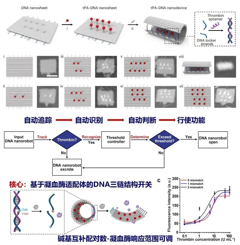 中国科研团队破冰前行，DNA活字存储打印系统震撼问世——未来科技的新篇章已开启！