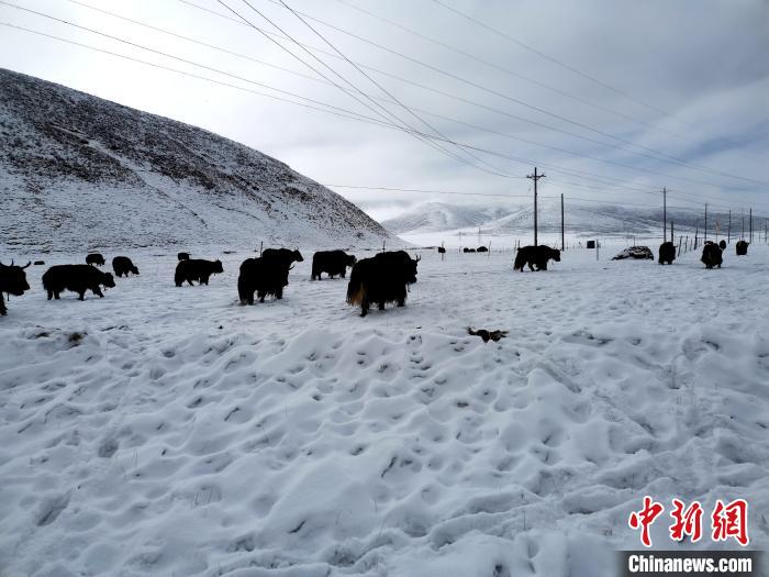 四川金川持续雪灾，牦牛面临生存挑战！草场危机如何化解？