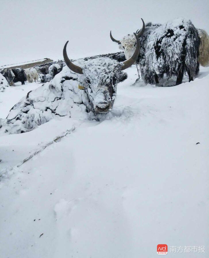 四川金川持续雪灾，牦牛面临生存挑战！草场危机如何化解？