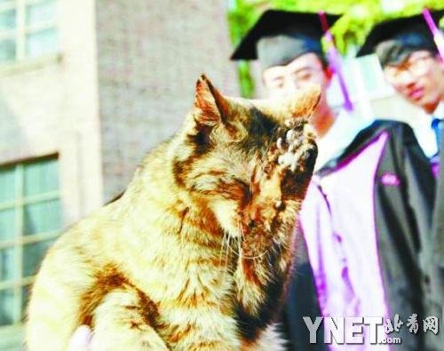 震惊！教育局安保主任现场虐猫引发社会热议，背后真相究竟如何？