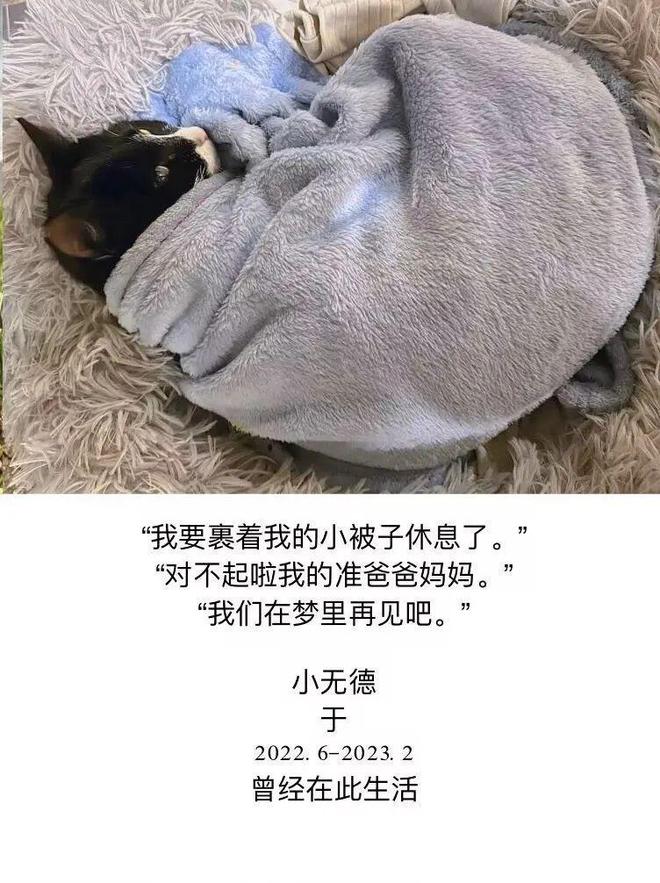 關于老師在學生面前虐殺貓的深度探討