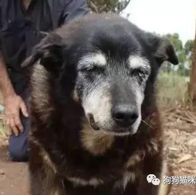 世上最贵狗惊现天价交易，4125万天价背后的神秘犬种揭秘！