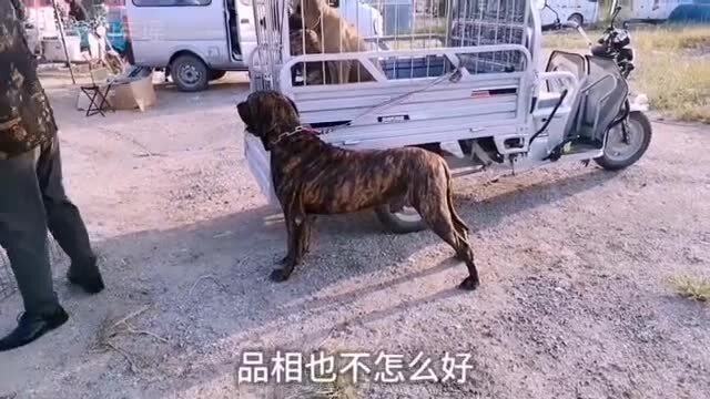 世上最贵狗惊现天价交易，4125万天价背后的神秘犬种揭秘！