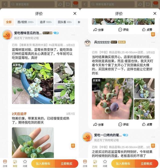 蓝莓盆栽火了！一个月成交超百万盆，掀起绿色热潮！