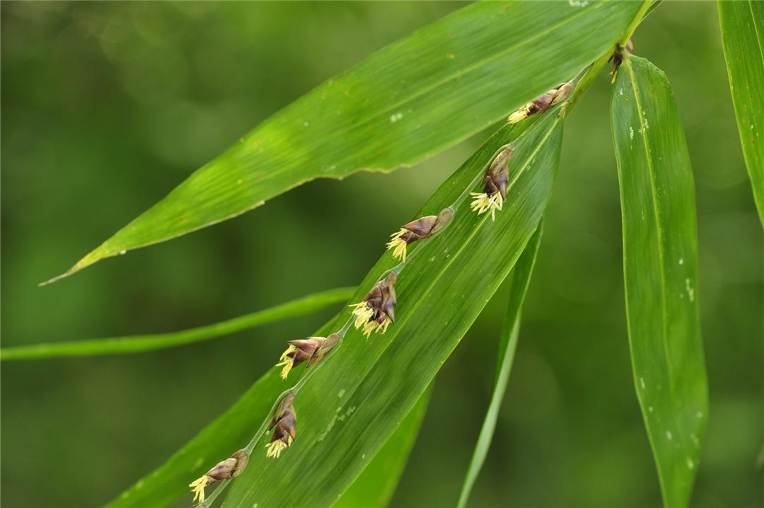 成都罕见竹子开花盛景，错过需苦等一世——探寻开花背后的秘密