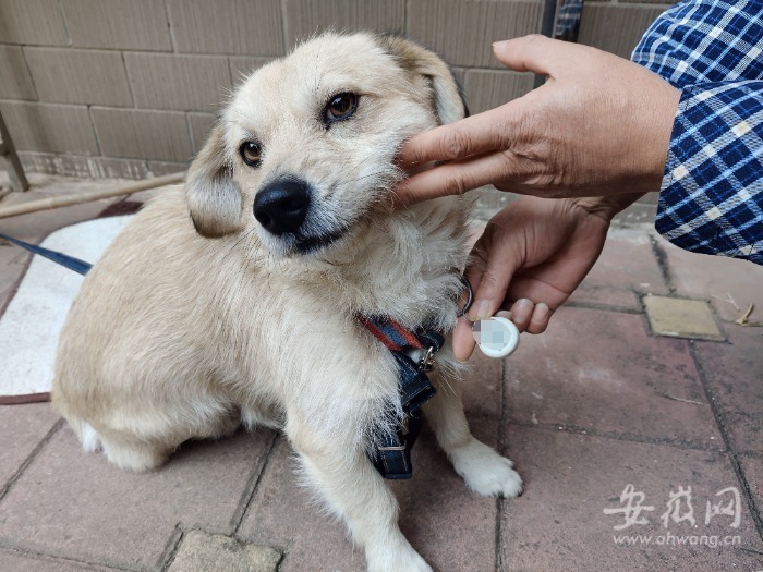 女子遛狗意外发现，狗爪夹回一颗价值惊人的金豆，背后隐藏了什么秘密？