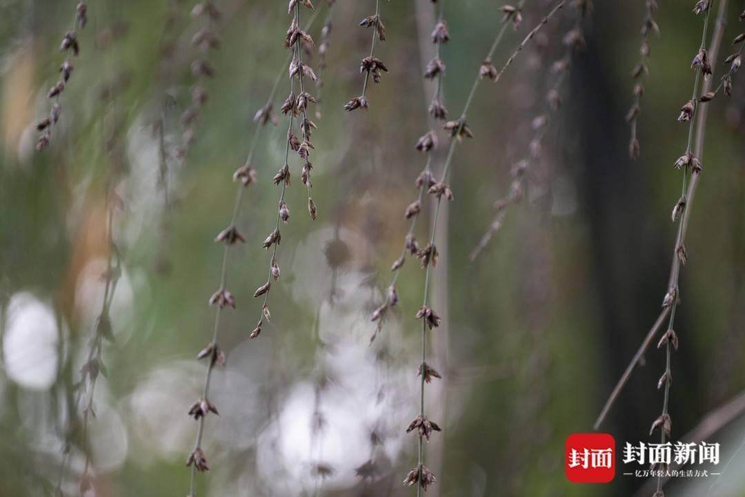 成都罕见竹子开花盛景，错过今次再等一世纪！