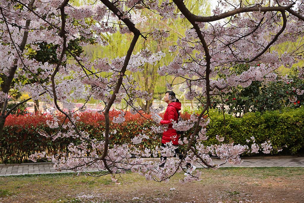 櫻花樹下人潮涌動，一場盛大的春日盛宴揭秘